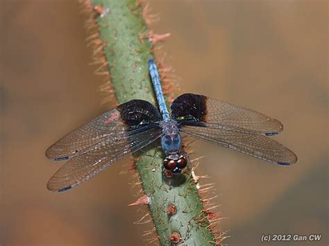 Treehugger Tyriobapta Torrida Libellulidae Green Baron Pro Flickr