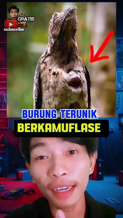 Masyaallah Burung Yang Unik Berkamuflase Viral Shorts Foryou Youtube