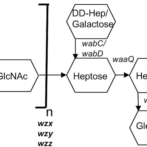 Schematic Structure Of The Y Pseudotuberculosis Serotype O 1b Lps Core Download Scientific