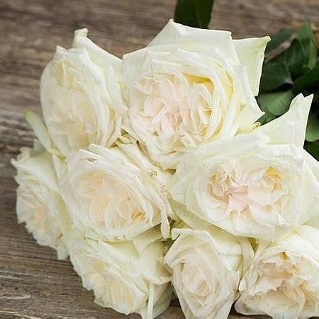 Scented Garden ROSE GARDEN WHITE O HARA 50cm Wholesale Dutch Flowers