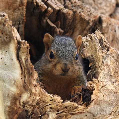 Baby Fox Squirrel Photograph by Lori Tordsen