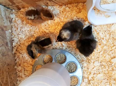 How To Set Up A Chick Brooder Temperature Chart And Supplies