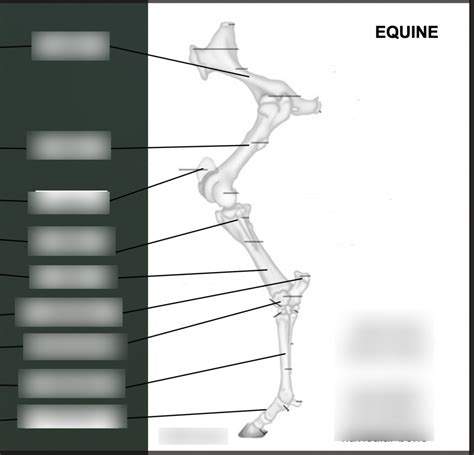 Back horse leg anatomy Diagram | Quizlet