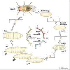 Drosophila Life Cycle stages Flashcards | Quizlet