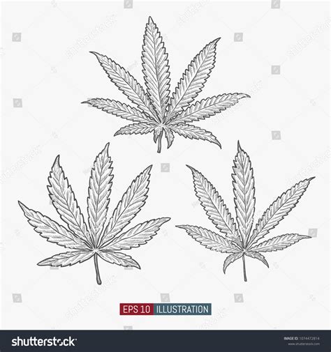 Hand Drawn Marijuana Cannabis Leaves Isolated Stock Vector (Royalty ...