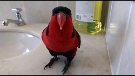 Lory Em Seu Dia De F Ria Angry Bird Lory L Ris Bailarino Black