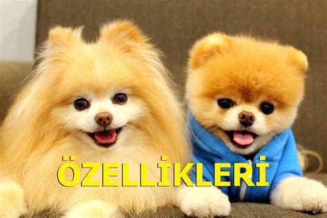 Ota Selv Imagen Pomeranian Boo Zellikleri Abzlocal Fi