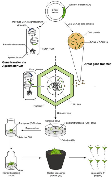 Agrobacterium Mediated Gene Transfer Ppt