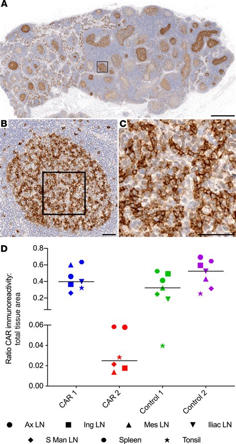 Hspc Derived Cd Car Expressing Cells Localize To Central And Peripheral