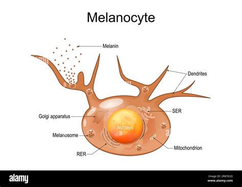 Melanocyte Structure And Anatomy Melanin Producing Cells Melanin Is