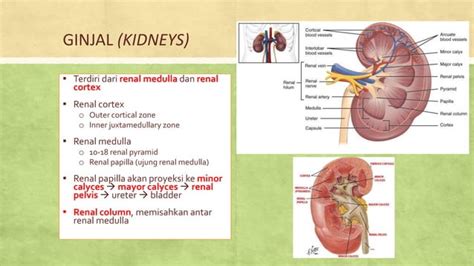 Anatomi Fisiologi Ginjal Pptx Free Download