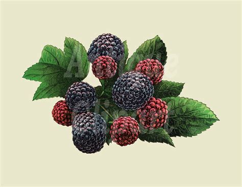 Fruit Clipart Black Raspberry Plant Digital Download Botanical