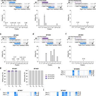 Broadened Editing To 5 GAT 3 By Introducing Mutations To MutH A