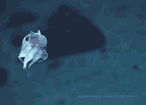 Dumbo Squid