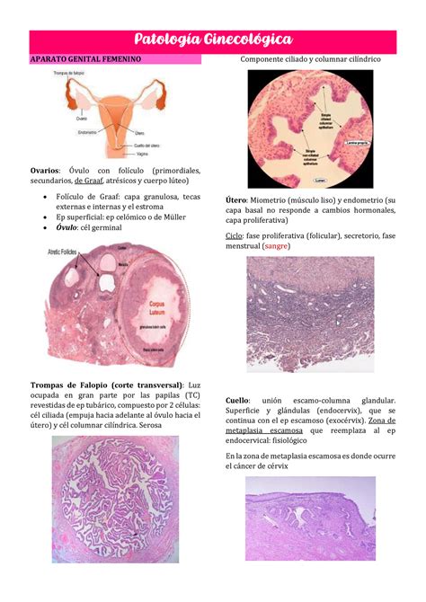 Patolog A Ginecol Gica Patolog A Ginecol Gica Aparato Genital