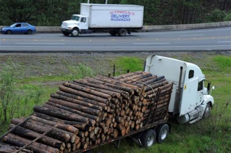 Suman 700 mil hectáreas de bosques afectados por plaga del gorgojo