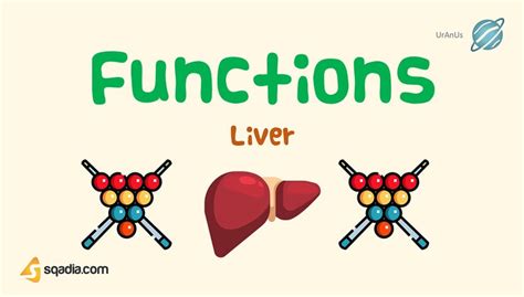 Liver - Functions