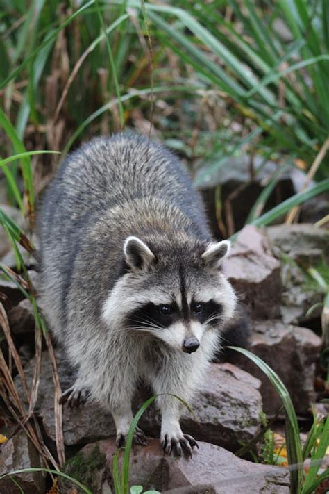 Close-Up Shot of a Raccoon · Free Stock Photo