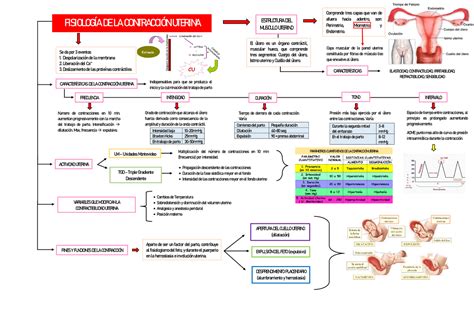 Fisiologia De La Contracion Uterina Diapositivas De Fisiopatolog A