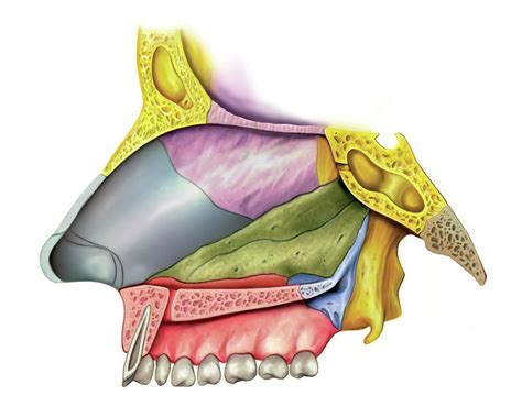 Nasal Cavity Photograph By Asklepios Medical Atlas