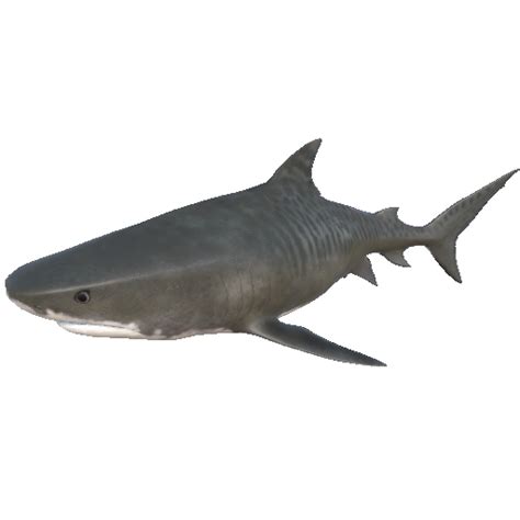 Tiger Shark Official Stranded Deep Wiki