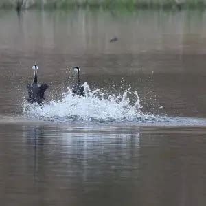 Western Grebe - Facts, Diet, Habitat & Pictures on Animalia.bio