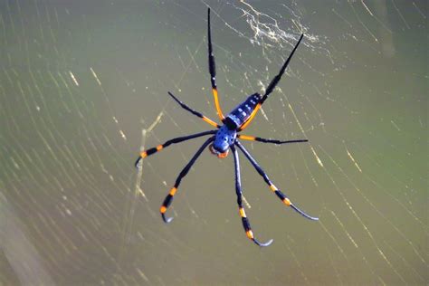 Giant Golden Orb Weaving Spider Hong Kong Spiders INaturalist