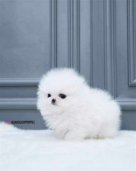 micro teacup pomeranian puppies   teacup pomeranian