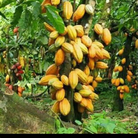 Jual Buah Kakao Matang Buah Coklat Hibrida Indonesiashopee Indonesia