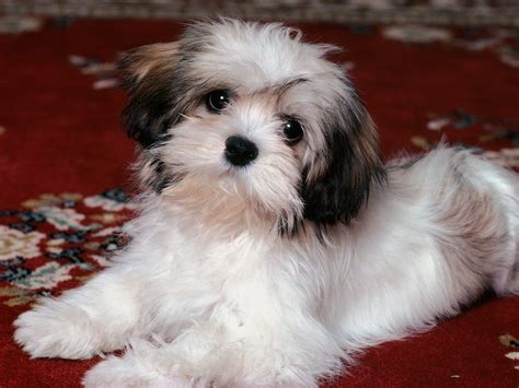 Havanese - All Small Dogs Wallpaper (14929806) - Fanpop