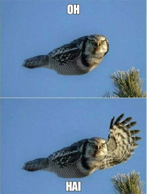 Hilarious Owl Memes: Laugh with These Nocturnal Birds