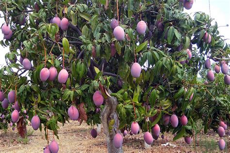 Mango Tommy Federaci N Mangos De Colombia