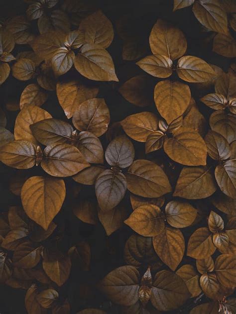 Dark Leaves in Autumn · Free Stock Photo