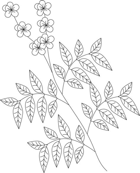 Senna alexandrina senna leaf vector icon black and white 12020428 Vector Art at Vecteezy