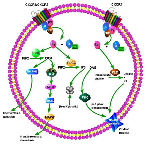 Chemokine Signaling Pathway