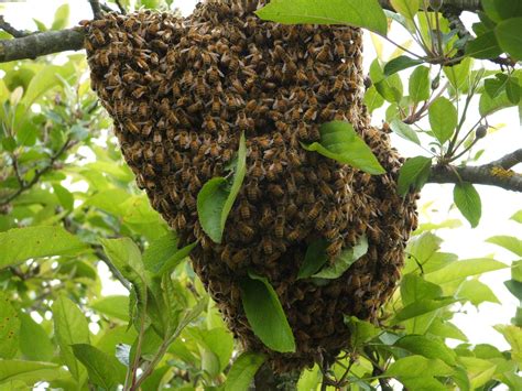 Como Atraer Un Enjambre De Abejas Agrupaci N De Defensa Sanitaria