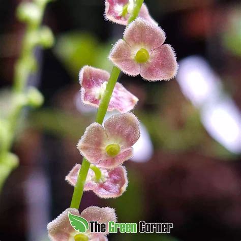 Stelis purpurascens