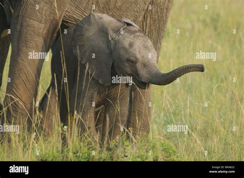 Baby Elephant Calf Standing Under Legs Of Parent Masai Mara National