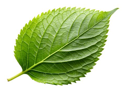 fallen green leaf element plant icon element png transparent image