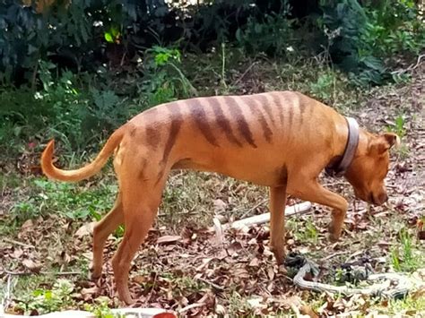 Cachorro Pintado De Tigre - Raca De Cachorro Tigre Cachorro Tigrado: Conheça 9 Raças Que Possuem
