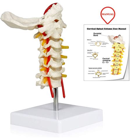 Buy Vision Scientific Vav261 Cervical Spine With Nerves And Arteries