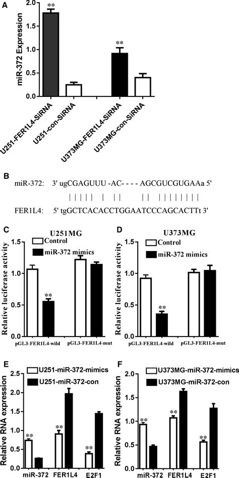 The Lncrna Fer1l4 Increases E2f1 Expression By Inhibiting Mir‐372 A