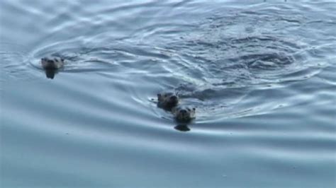 Bay Area River Otters Make A Comeback From Diminished Population Abc7