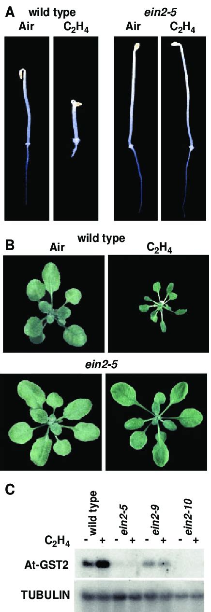 Ethylene Insensitivity Of Ein2 Mutant Plants A Comparison Of