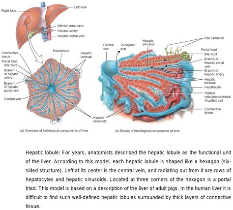 Liver Lobule Diagram