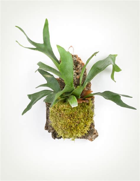 Staghorn Fern Cork Mount Wall Hanging Platycerium Pistils Nursery