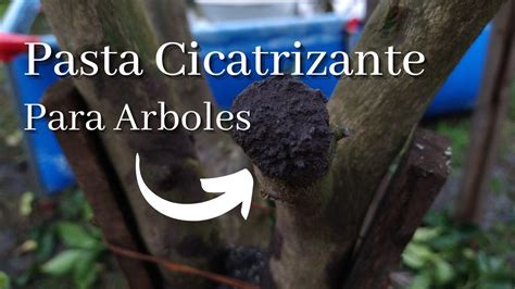 Como Hacer Pasta Cicatrizante De Carb N Casera Para Arboles Youtube