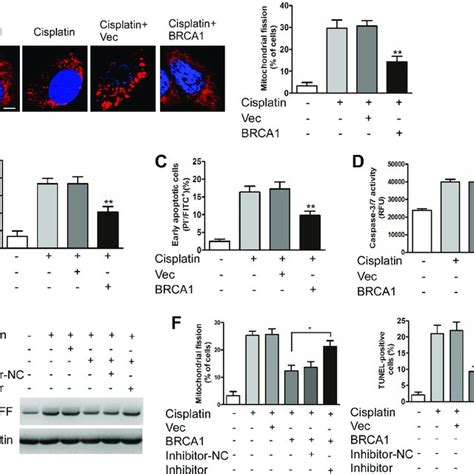 BRCA1 Inhibits Mitochondrial Fission And Apoptosis Through MiR 593 5p