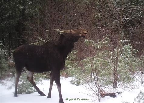 Moose Browsing In Winter Video Winterberry Wildlife