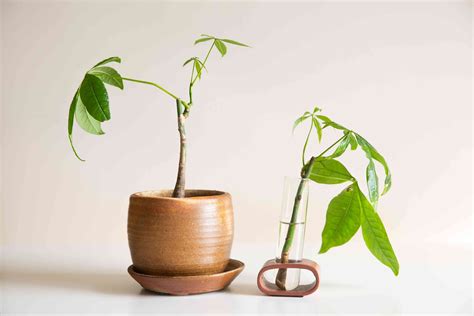 How To Propagate A Money Tree